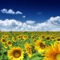 Summer Update